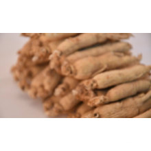 China wholesale Bulk Panax Ginseng P.E.Ginseng hongkong ginseng root price